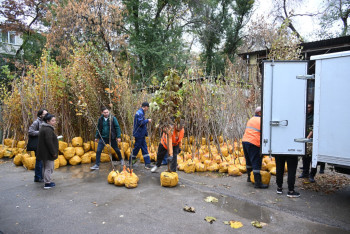 Фотография к новости: Где будут раздавать бесплатные саженцы в Алматы