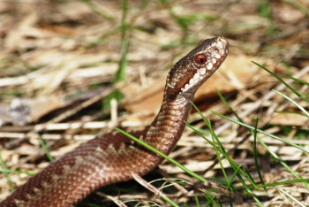 Фотография к новости: Жителей Актобе терроризируют змеи