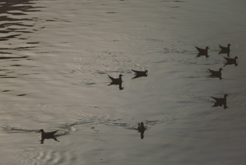 Фотография к новости: Каспий превращается в рассадник инфекций: Депутат озвучил угрозу массовой миграции