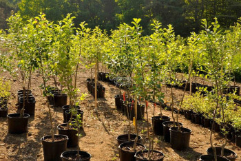 Фотография к новости: Экс-сотрудники "Семей орманы" похитили саженцы на полмиллиарда тенге