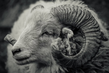 Фотография к новости: Драка с баранами: в Узынагаше посетитель скотного рынка сцепился с охраной