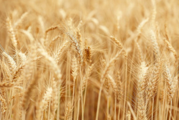 Фотография к новости: Россия сняла запрет на импорт казахстанской пшеницы