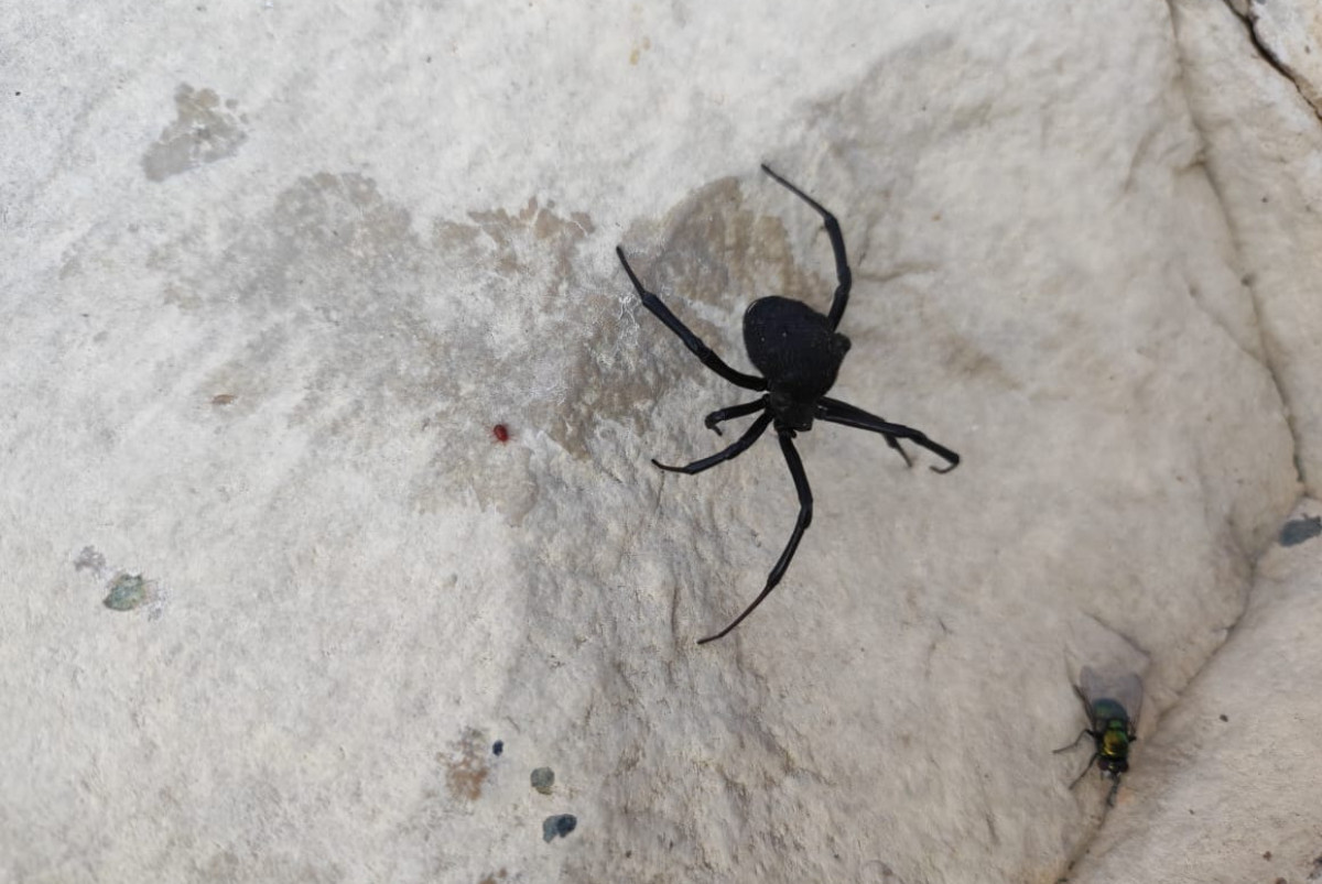  предоставлено Баянаульским нацпарком