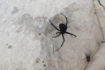 Фотография к новости: Пауки-убийцы нападают на людей и скот в Атырауской области