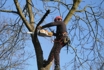 Фотография к новости: Незаконную обрезку деревьев остановили прокуроры в области Улытау