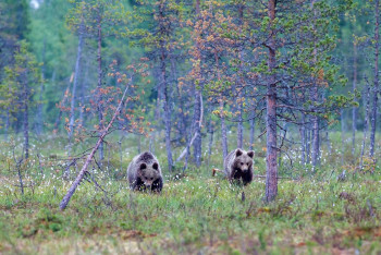 Фотография к новости: На Кольсайских озерах засняли Тянь-Шаньских бурых медведей
