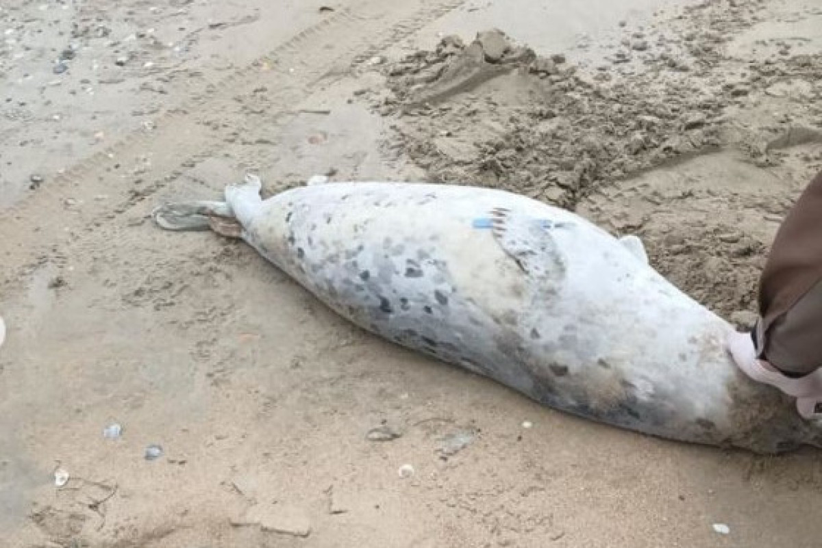  пресс-служба Комитета рыбного хозяйства Минсельхоза РК