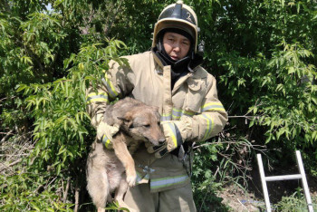Фотография к новости: Упавшую в яму дворнягу вызволили спасатели в Алматинской области