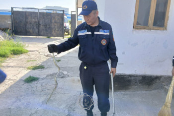 Фотография к новости: Спасатели поймали четырёх змей в частных домах Шымкента