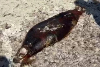 Фотография к новости: Туши мертвых тюленей снова обнаружили на берегу Каспия