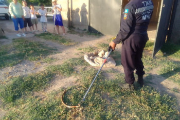 Фотография к новости: Змеи атаковали Шымкент, их находят в самых неожиданных местах