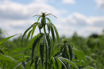 Фотография к новости: Техническую коноплю будут выращивать под жёстким контролем - Минсельхоз