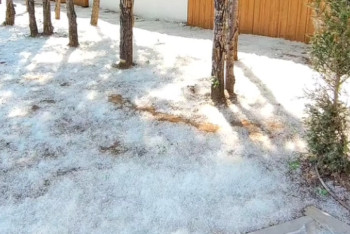 Фотография к новости: Зима в мае? Тополиный пух окутал Астану