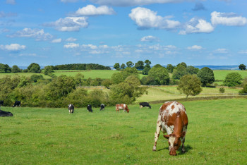 Фотография к новости: Более 60 коров бросили контрабандисты у границы в Казахстане