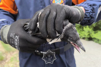 Фотография к новости: В Семее вороны атаковали родителей и детей у детсада