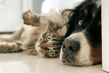 Фотография к новости: У казахстанцев появился цифровой паспорт для домашних питомцев в eGov mobile