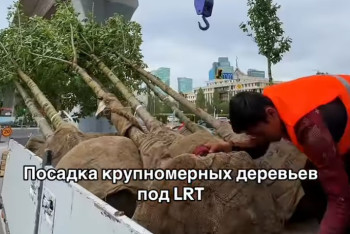 Фотография к новости: Под эстакадами LRT в Астане высадили деревья