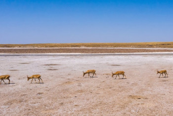 Фотография к новости: Минэкологии предлагает зарабатывать на сайгаках