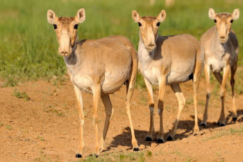 Фотография к новости: С 1 сентября в Казахстане могут начать регулировать численность сайги – Минэкологии
