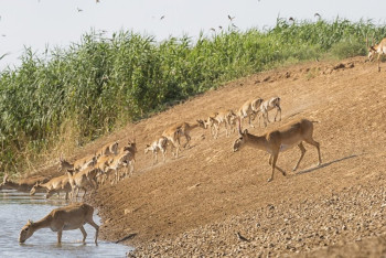 Фотография к новости: Учёный назвал конфликт сайгаков с аграриями следствием системных проблем