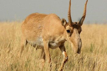 Фотография к новости: Фермеры Акмолинской области не справляются с нашествием сайгаков