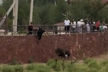 Фотография к новости: В зоопарке Шымкента агрессивный посетитель напал на страуса