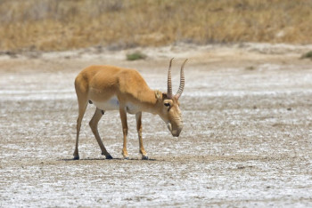 Фотография к новости: Нашествие сайгаков – это ЧС: депутат требует срочных мер от правительства