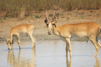 Фотография к новости: Учёные выступают за легализацию сбора рогов и регулируемый отстрел сайгаков