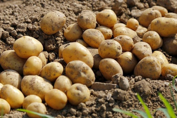 Фотография к новости: Правительство усиливает меры для стабилизации цен на продукты