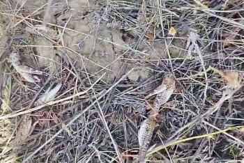 Фотография к новости: Итальянская саранча атакует поля: в Костанайской области продолжают обработку