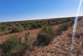 Фотография к новости: В Мангистау высадят 31 тысячу деревьев и ликвидируют свалки