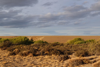 Фотография к новости: Пропавшую 77-летнюю бабушку нашли в степи Костанайской области