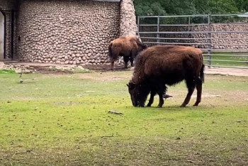 Фотография к новости: Подростки из эпохи мамонтов появились в казахстанском зоопарке