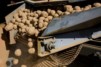 Фотография к новости: В Казахстане упростили ввоз картофеля для торговли