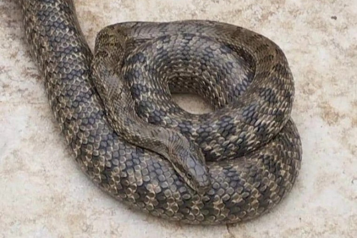  предоставлено очевидцами