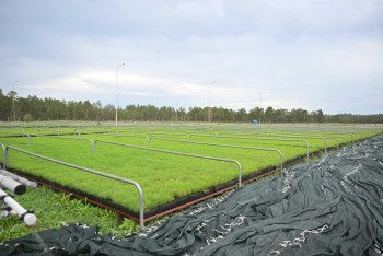 Фотография к новости: Питомник на 6 млн саженцев в год планируют построить в области Абай