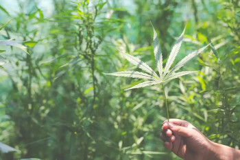 Фотография к новости: Бумагу из конопли будут производить в Казахстане