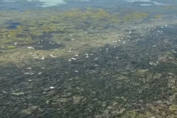 Фотография к новости: Снова тревога на Каспии: мангистаусцы сообщают о мёртвой рыбе на берегу