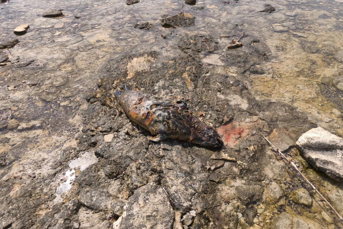  Служба по охране животного мира управления рыбного хозяйства Мангистауской области