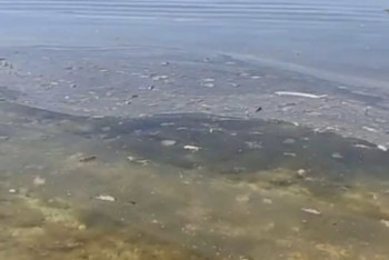 Фотография к новости: Загрязнение на Каспии: экологи проводят проверку после жалоб жителей