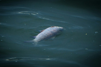 Фотография к новости: Причины массовой гибели рыбы на Каспии остаются неизвестными