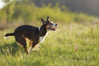Фотография к новости: Случай бешенства у собаки выявили в Костанайской области