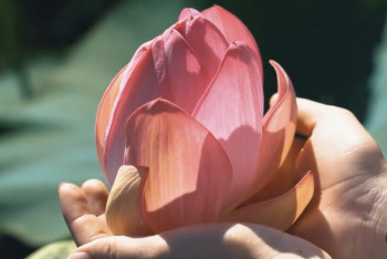 Фотография к новости: Международный фестиваль лотосов пройдёт в Атырауской области