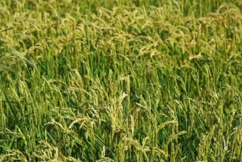 Фотография к новости: Минводхозяйство выявило массовые нарушения при поливе рисовых полей