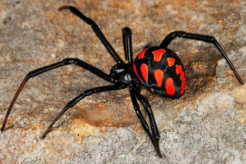 Фотография к новости: Ядовитые каракурты атакуют Баянаул