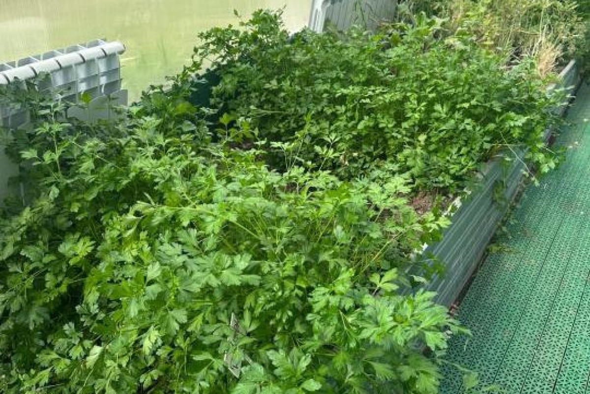  Акимат города Астаны