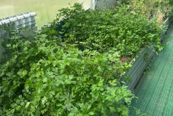 Фотография к новости: В школьной теплице Астаны ученики собрали урожай для столовой