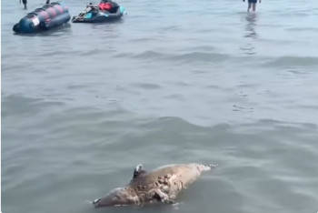 Фотография к новости: На Солдатском пляже в Актау обнаружен разложившийся тюлень