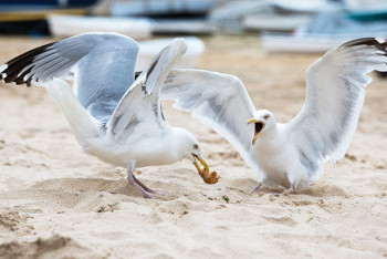 Фотография к новости: Таинственная гибель чаек в Атырауской области не вызвана инфекцией