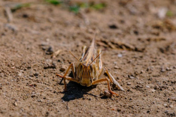 Фотография к новости: Итоги сезонной борьбы с саранчой озвучили в Министерстве сельского хозяйства РК